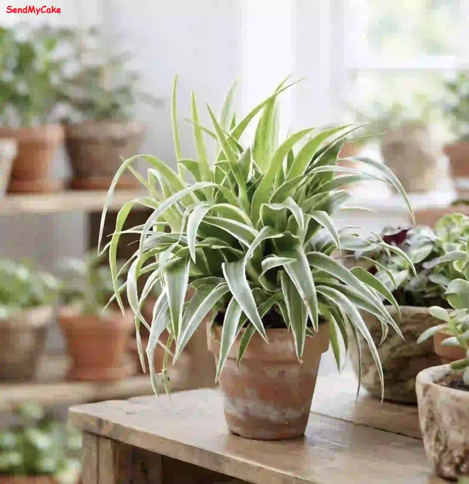 Variegated Spider Plant in Pot - Image 2