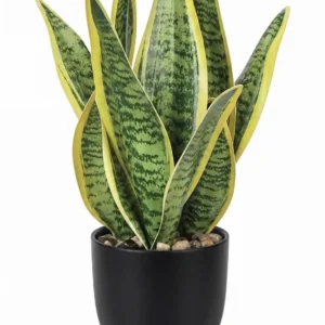 Snake Plant Laurentii in Black Pot