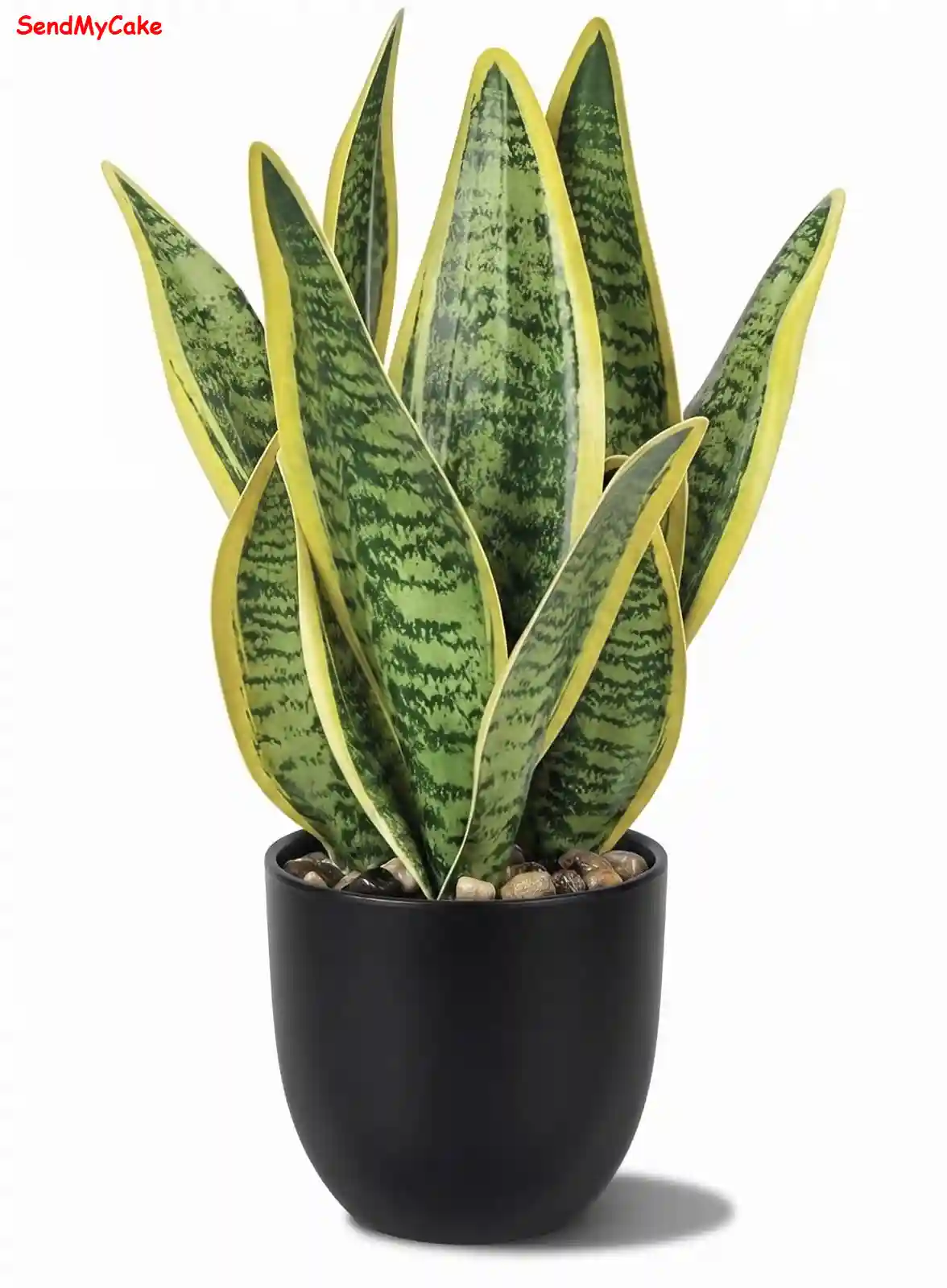 Snake Plant Laurentii in Black Pot