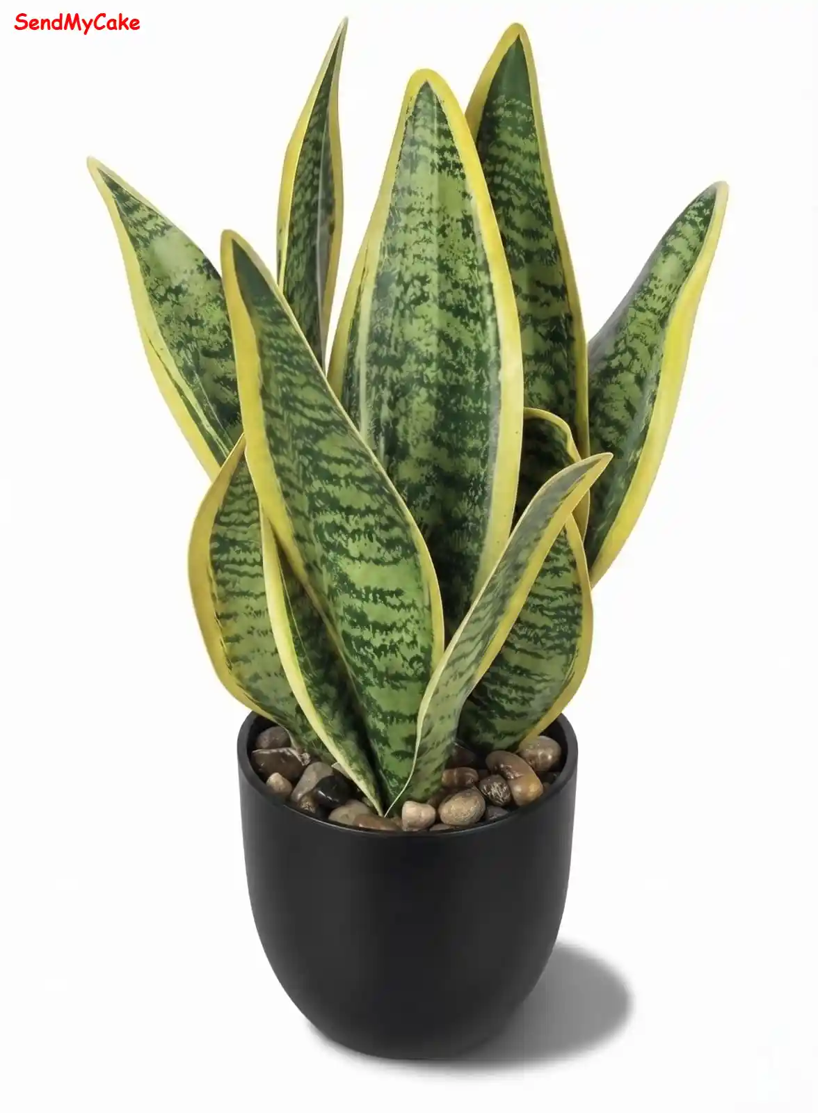 Snake Plant Laurentii in Black Pot - Image 2