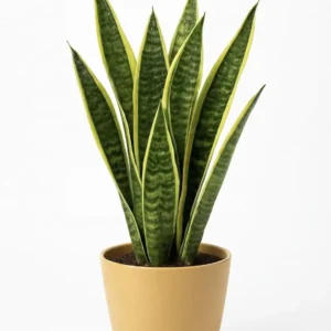 Snake Plant in Beige Pot