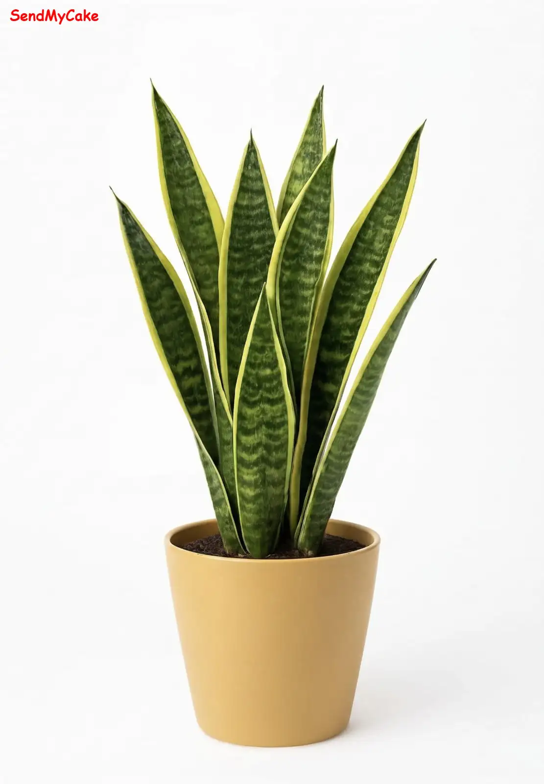 Snake Plant in Beige Pot