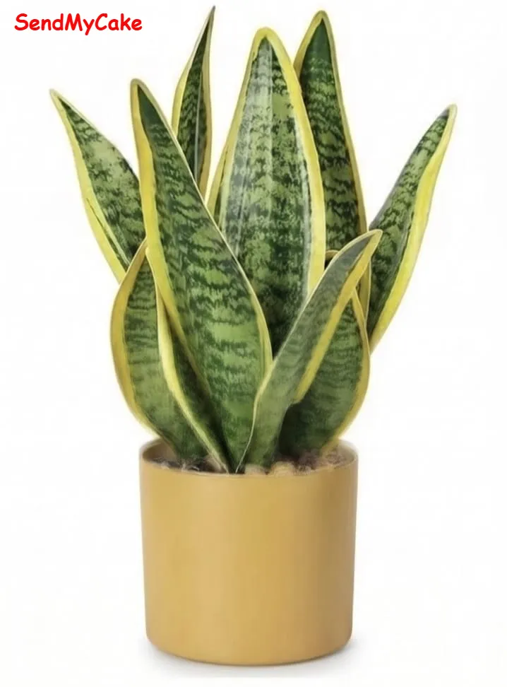 Snake Plant in Beige Pot - Image 2