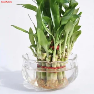 Lucky Bamboo in Glass Bowl
