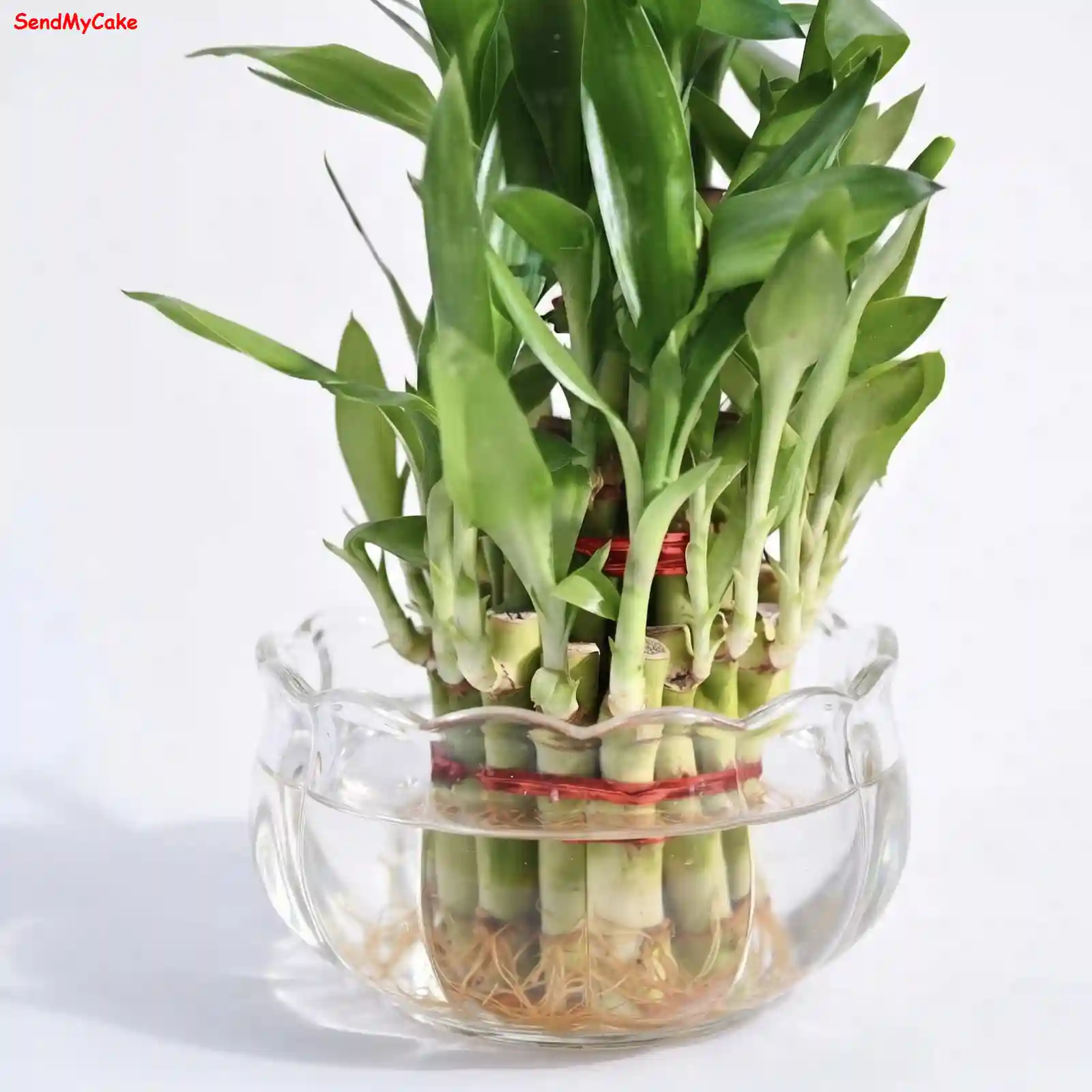 Lucky Bamboo in Glass Bowl