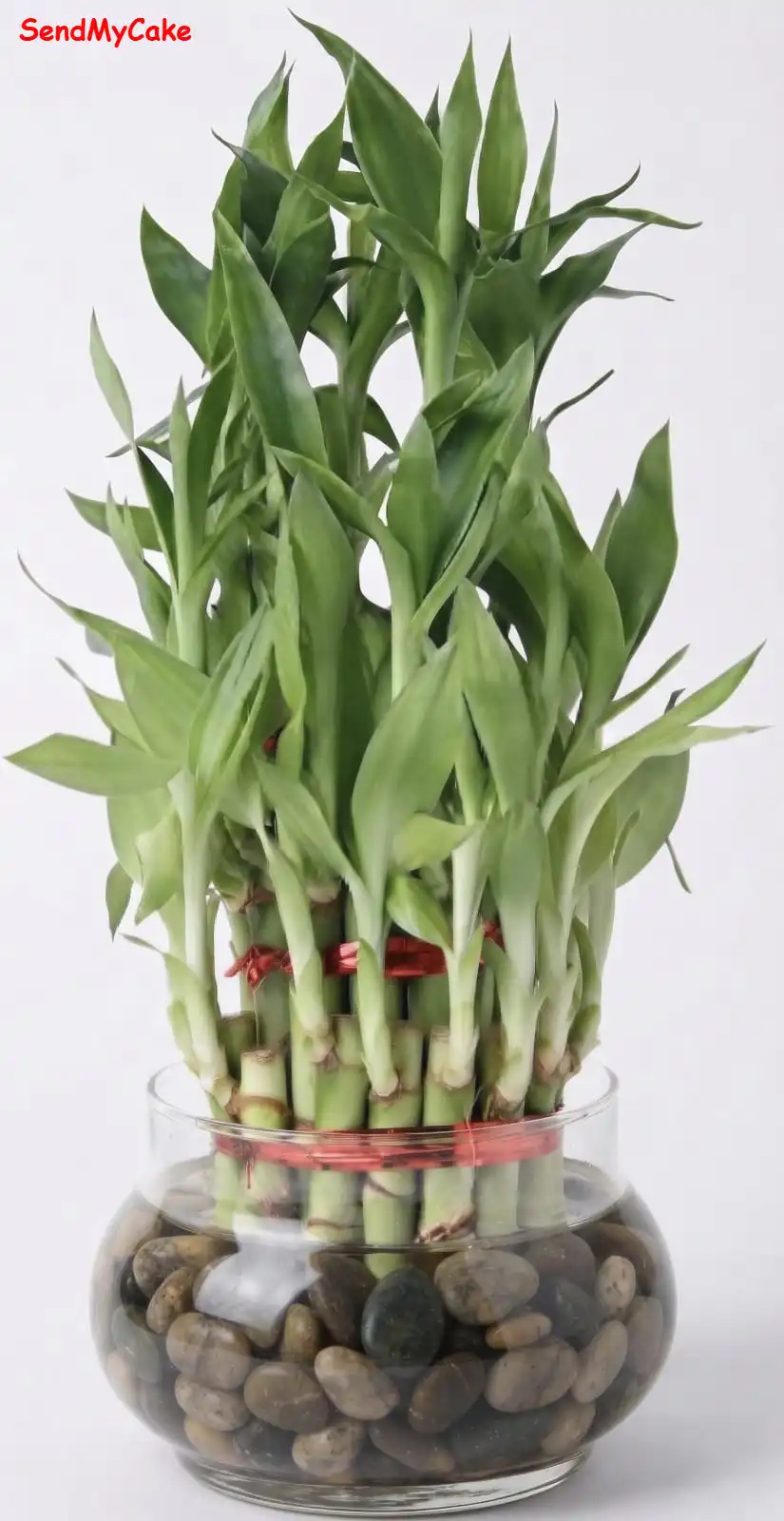Lucky Bamboo in Glass Bowl - Image 2