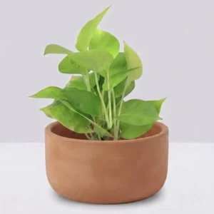 Neon Pothos in Terracotta Pot