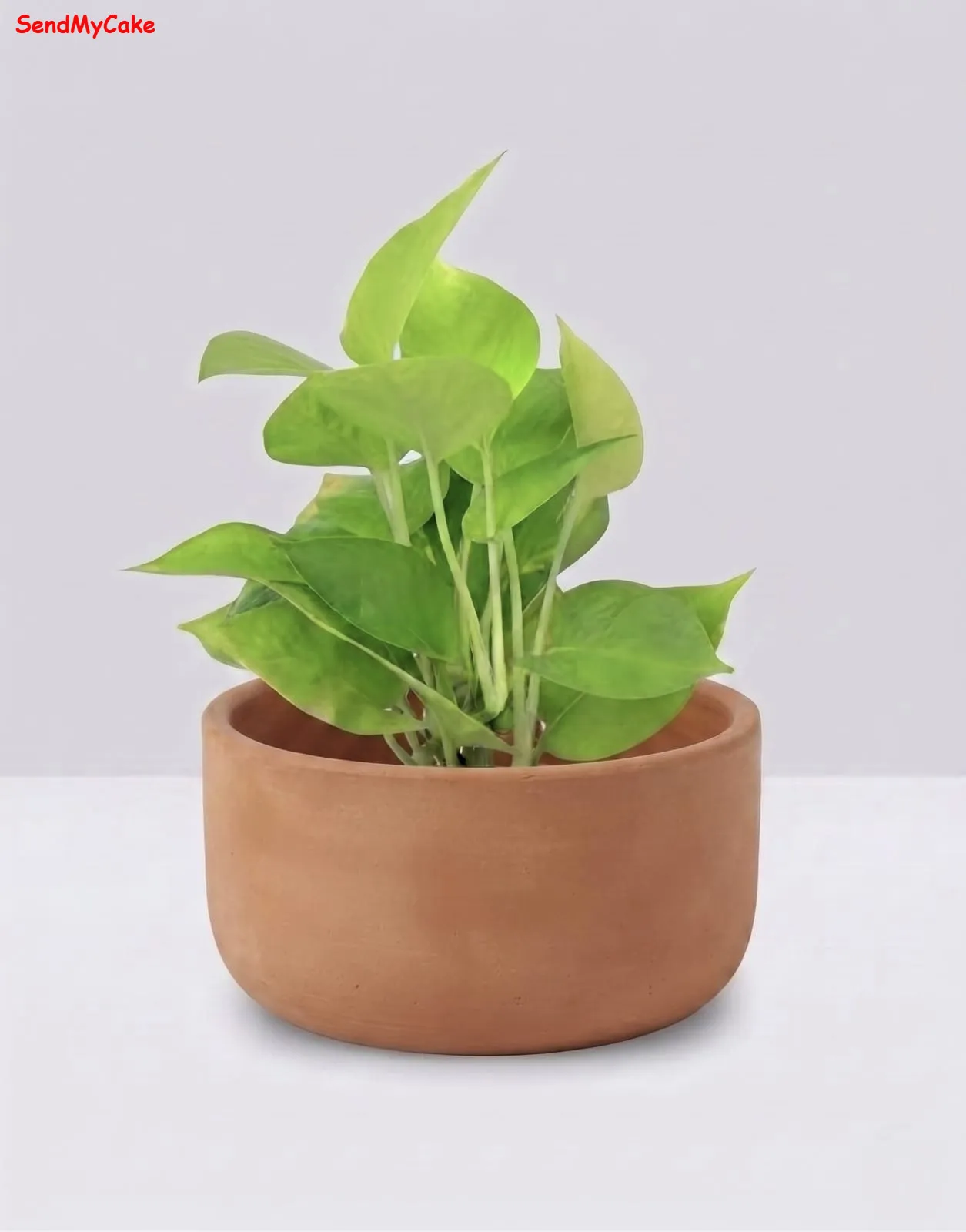 Neon Pothos in Terracotta Pot