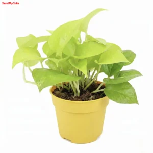Neon Pothos in Yellow Pot Money Plant