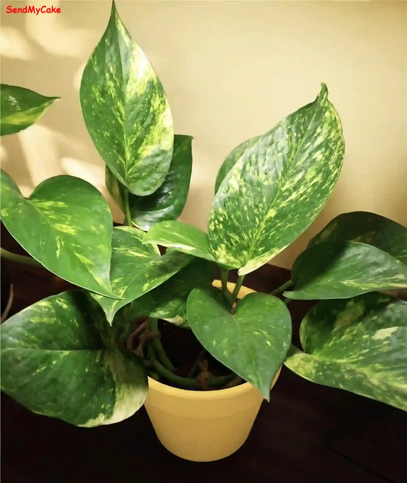 Golden Pothos in Yellow Pot - Image 2