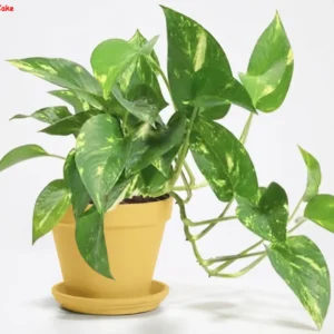 Golden Pothos in Yellow Pot