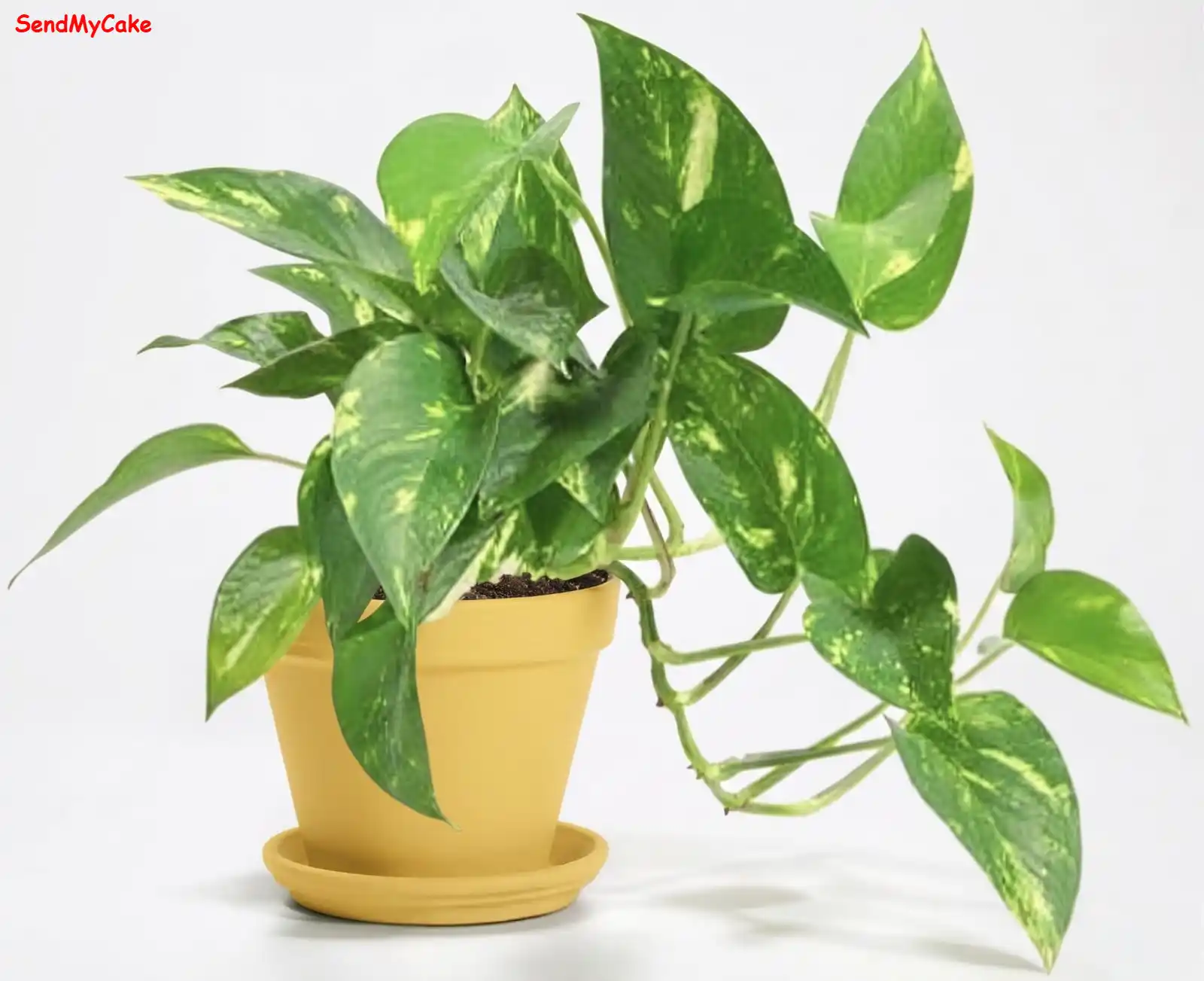 Golden Pothos in Yellow Pot