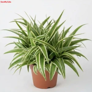 Variegated Spider Plant in Pot