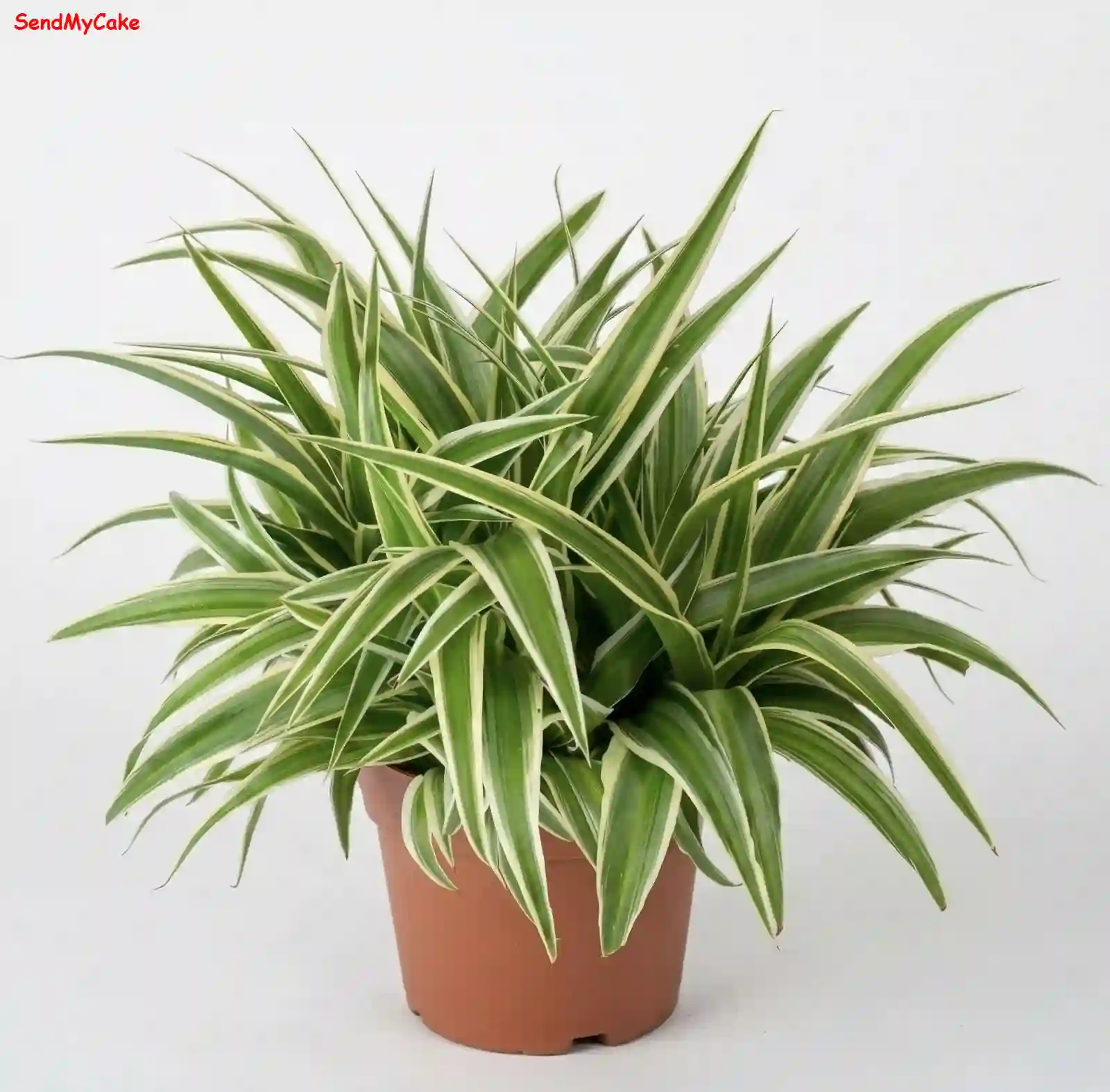 Variegated Spider Plant in Pot